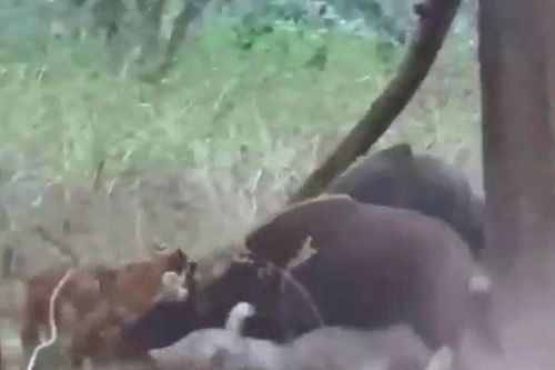 CLIP: Thấy đồng loại bị hổ cắn xé, bò tót lao lại giải cứu nhưng cái kết mới 'choáng'