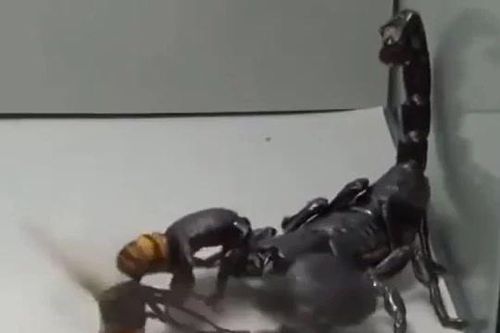 CLIP: Đụng độ bọ cạp 'khủng', ong bắp cày nhận cái kết thê thảm