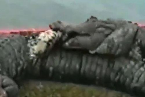 CLIP: Cá sấu dùng 'cú vặn tử thần', bẻ gãy chân đồng loại