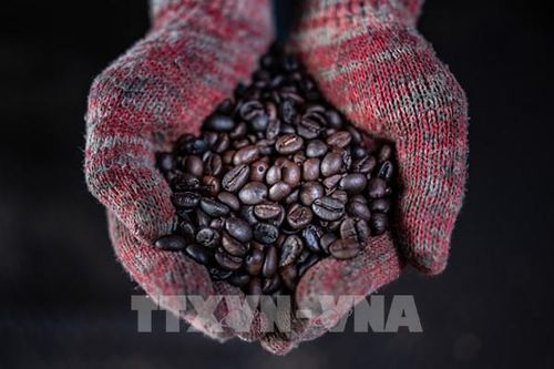 Hy vọng mới cho ngành cà phê Cuba