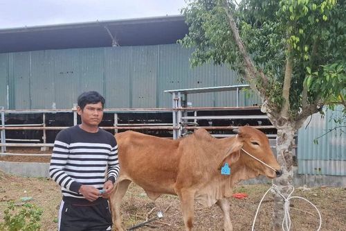 Trao bò giống cho 3 hộ nghèo huyện Đak Pơ