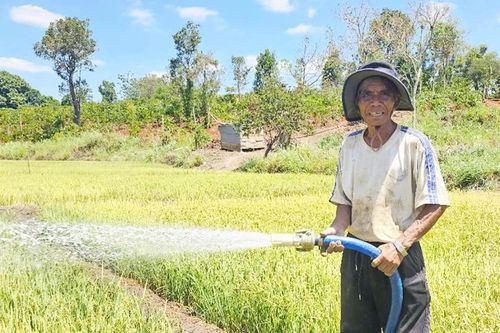 Làng Pan nguy cơ mất mùa lúa