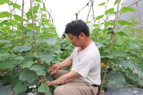 Hữu Lũng: Nhân rộng mô hình trồng dưa chuột bao tử