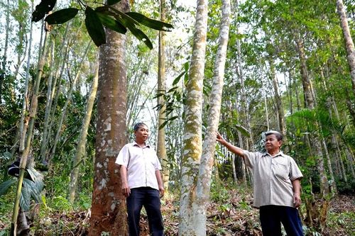 Bảo Thắng: Hỗ trợ trồng 600 ha rừng gỗ lớn