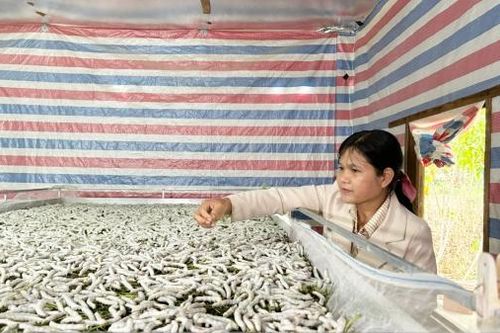 Người buôn Cheng trồng dâu, nuôi tằm trên ruộng đá
