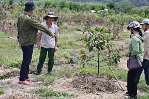 Đạ Huoai chuyển đổi cơ cấu cây trồng hiệu quả cao