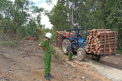 Yêu cầu tạm dừng khai thác, vận chuyển gỗ làm hư hỏng đường dân sinh