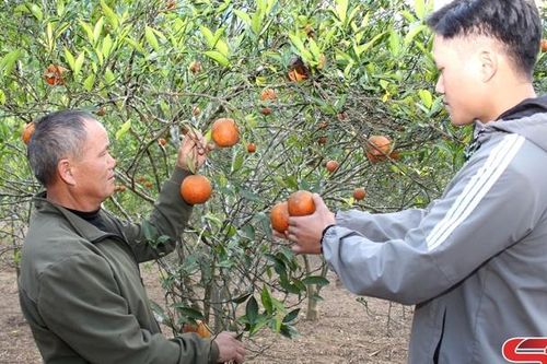 Sốp Cộp hình thành các vùng sản xuất nông nghiệp tập trung