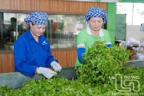 Liên kết tiêu thụ nông sản: Cần cái 'bắt tay' của doanh nghiệp và nông dân