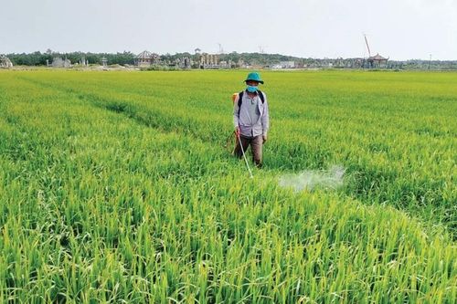 Hạn chế thiệt hại, đảm bảo năng suất lúa vụ đông xuân