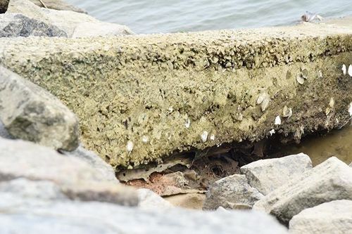 Hà Tĩnh: Sớm có phương án sửa chữa tuyến đê Hữu Nghèn xuống cấp