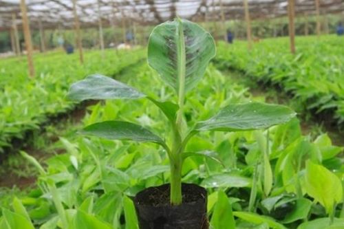 Cổ phiếu HAG tăng trần sau khi công bố kết quả kinh doanh quý I/2025