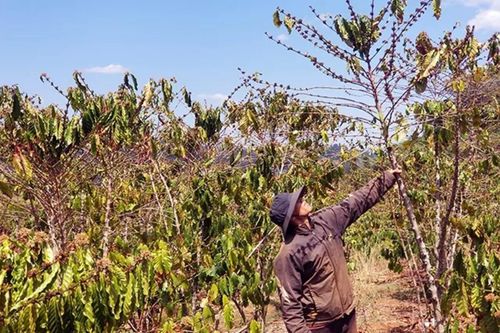 Tây Nguyên đối mặt nguy cơ hạn hán nghiêm trọng trong mùa khô 2025