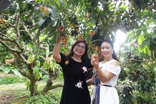 Hải Dương chuẩn bị các điều kiện tốt nhất để xuất khẩu vải thiều năm 2025