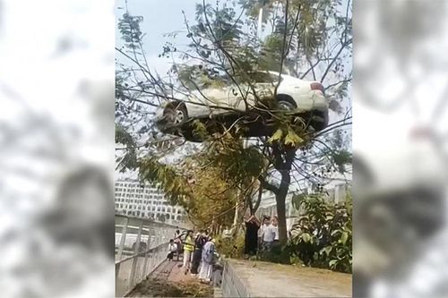 Dàn dựng cảnh ô tô trèo lên ngọn cây, trường dạy lái xe bị phạt