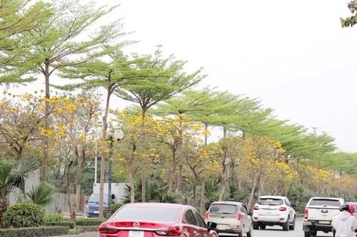 Không cần đi xa, Hà Nội cũng có mùa hoa vàng như mơ