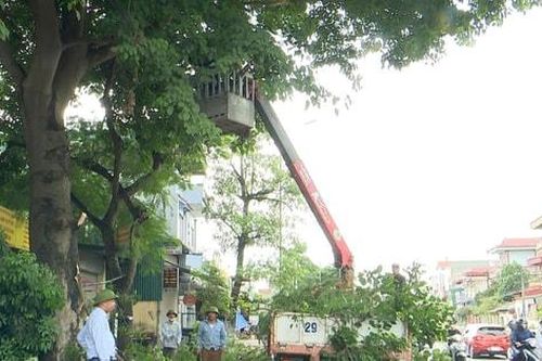 Hà Nội: Di chuyển 74 cây xanh, chặt hạ 24 cây phục vụ dự án đường Vành đai 1