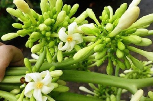 Cách tăng tác dụng của hoa đu đủ đực trị bệnh