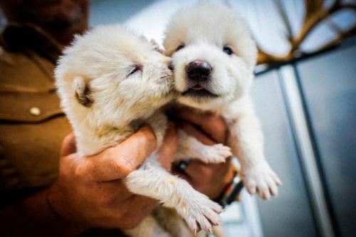 Tái sinh loài sói trắng tuyệt chủng 13.000 năm