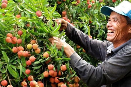 Hải Dương: Dự kiến sản lượng vải năm nay đạt 60.000 tấn