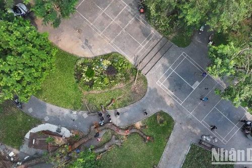 Cây đổ 'hồi sinh' và những thông điệp mang nhiều ý nghĩa