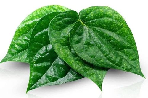 Gel hỗ trợ điều trị bệnh lý về da từ lá trầu không
