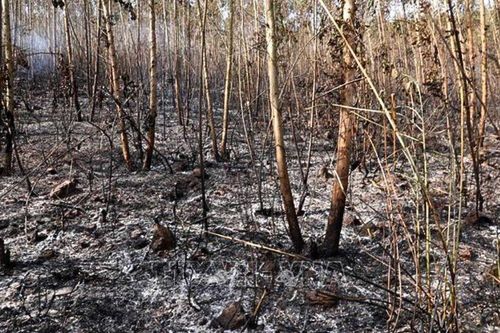 18ha rừng Tam Đảo vừa bị cháy rụi