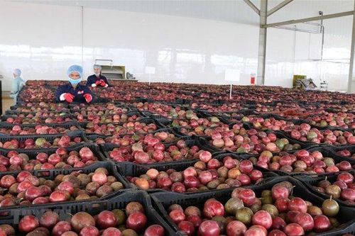 Thêm 4 mặt hàng nông sản xuất chính ngạch sang Trung Quốc