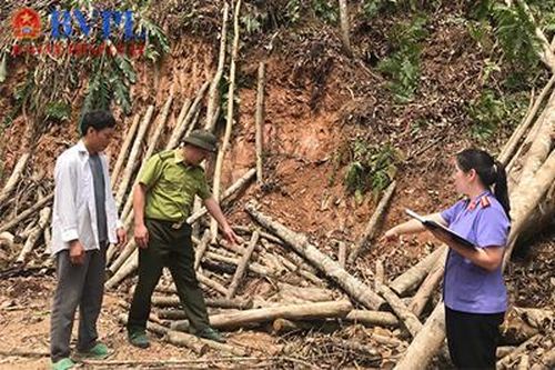 Kiểm sát khám nghiệm hiện trường vụ khai thác gỗ trái phép