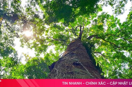Hơn 34.500ha rừng ở Hà Tĩnh được cấp chứng chỉ FSC