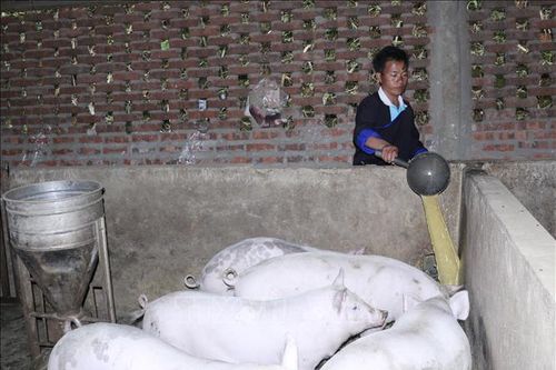 Người dân thận trọng tái đàn dù giá lợn tăng