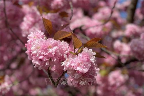 Anh đào khoe sắc tại công viên hoàng gia Greenwich (Anh)