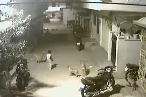 CLIP: Bị đàn chó hoang tấn công, 2 đứa bé 5 tuổi có màn xử trí khiến người xem nể phục