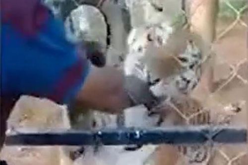 CLIP: Thò tay vuốt ve hổ, người đàn ông nhận cái kết thê thảm
