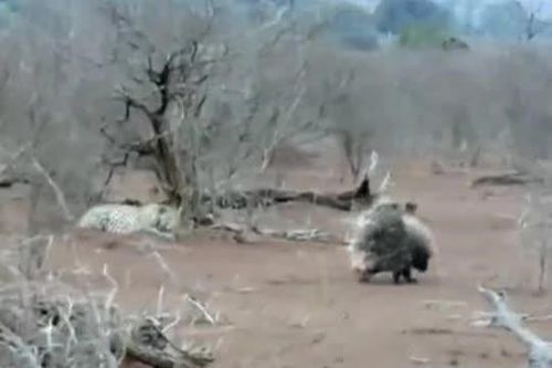 CLIP: Báo đốm trả giá đắt vì dại dột 'gây sự' với đôi nhím gai góc