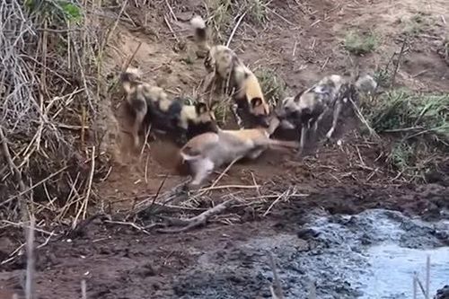 CLIP: Hà mã dũng mãnh giải cứu linh dương khỏi nanh vuốt đàn chó hoang châu Phi