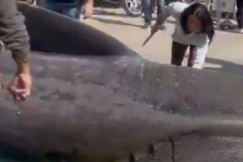 Sinh vật khổng lồ dài gần 7 mét được kéo lên khỏi mặt nước, người dân vây kín để xem