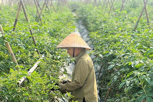 Phát triển vùng sản xuất tập trung