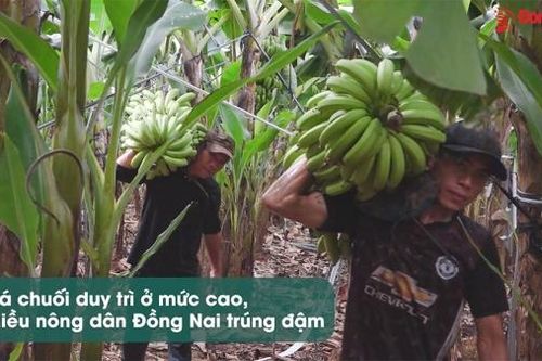 Giá chuối duy trì ở mức cao, nhiều nông dân Đồng Nai trúng đậm