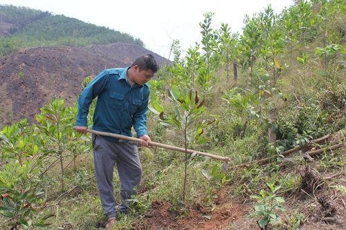 Đồng bộ giải pháp duy trì, phát triển rừng có chứng chỉ