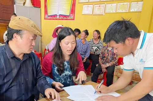 Liên kết tiêu thụ sản phẩm bông tại xã Thào Chư Phìn (Si Ma Cai)