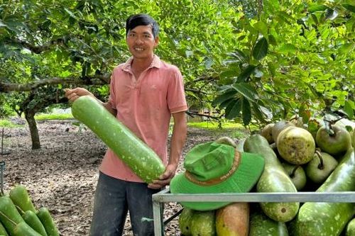 Nông dân trồng bầu Sao lấy hạt