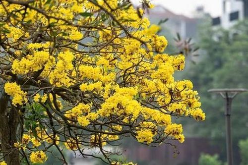 Phú Thọ: Mê mẩn sắc vàng rực rỡ của hoa Phong Linh