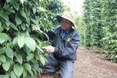 Nông dân Cư Kuin đổi đời nhờ tiêu hữu cơ
