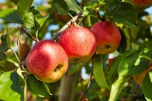 Trái cây New Zealand 'đổ bộ' thị trường Việt Nam, đặt mục tiêu tỷ đô sau táo, kiwi, anh đào