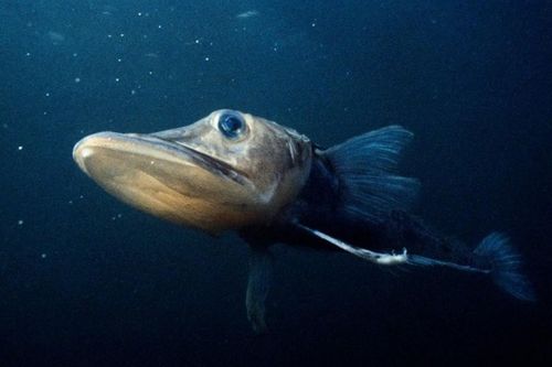 Sự thật khó tin về loài cá duy nhất có máu màu trắng, sống nơi lạnh nhất thế giới