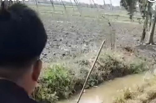 Bẫy chuột bằng điện gây chết người