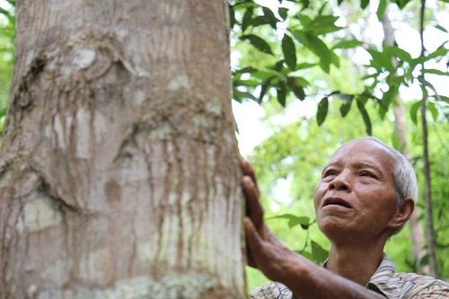 Quảng Nam: Phát triển trồng rừng gỗ lớn