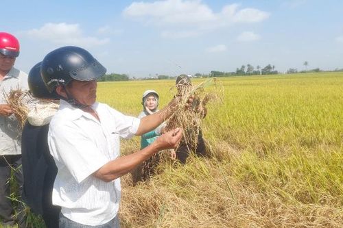 Rầy gây hại nặng trên cây lúa Phú Yên