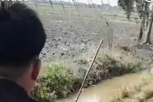 Bạc Liêu: Bẫy chuột bằng điện gây chết người